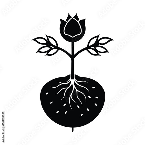 Dog Rose seed with roots extending into moist soil on white background