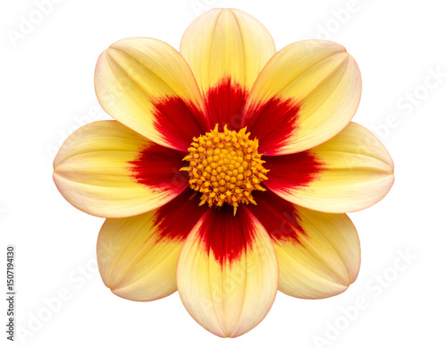 Flor com fundo transparente