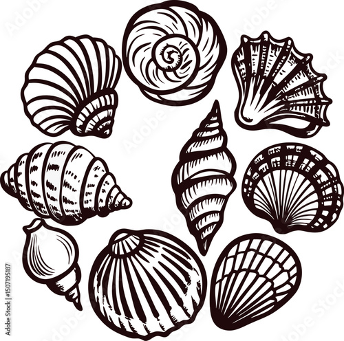 Collection of diverse seashell illustrations in circular arrangement