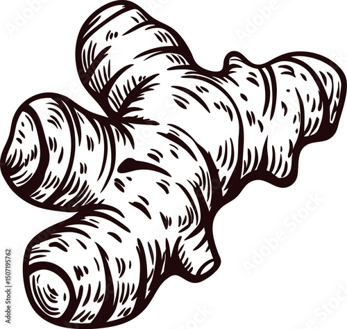 of fresh ginger root with intricate line details