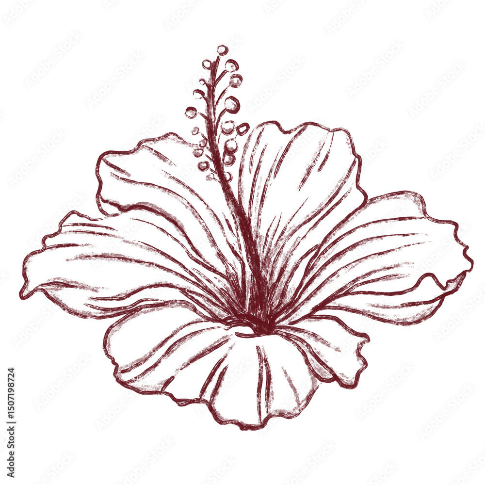 Fototapeta premium Vintage-style sketch of a hibiscus flower in burgundy. Ideal for floral prints, nature-themed designs, and botanical artwork.