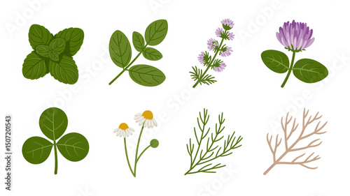 Illustration of herbs and plants for culinary and medicinal use mint oregano clover chamomile dill thyme