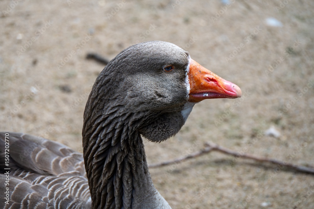 Fototapeta premium close up portrait of a greylag goose a large goose native to the United Kingdom and Europe