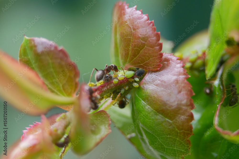 Fototapeta premium Aphids and ants on a plant stem. Concept of gardening, plant diseases and garden pest control. Symbiosis of insects in the wild nature. Macro photo close up