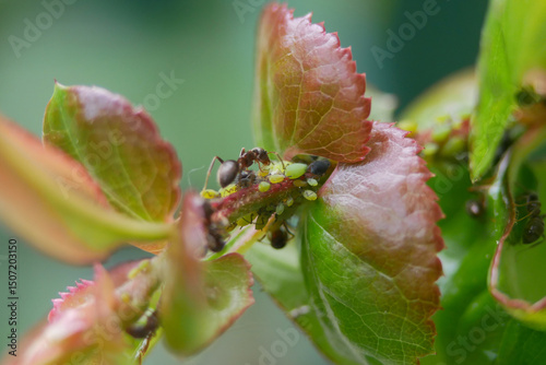 Aphids and ants on a plant stem. Concept of gardening, plant diseases and garden pest control. Symbiosis of insects in the wild nature. Macro photo close up