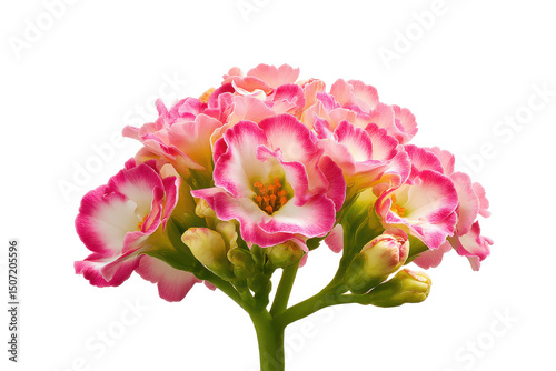 Stunning Pink and White Kalanchoe Flower Blossom Close-Up