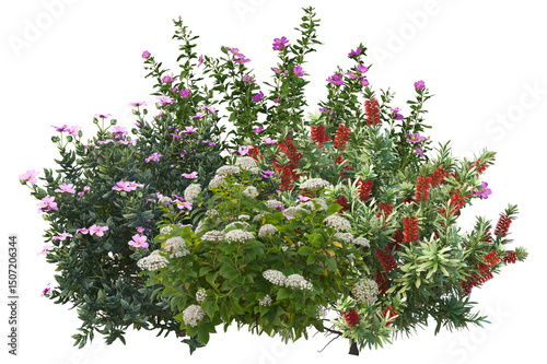 Fotografie Colorful flowers and shrubs, diverse collection isolated for garden design