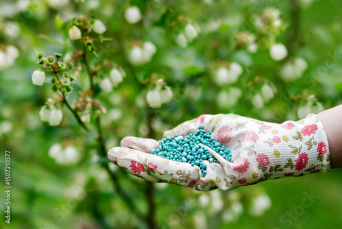 Blueberry Bush Fertilizing for  Flowering. Fertilizer Granules for Blueberry Bushes - Soil and Pollination.