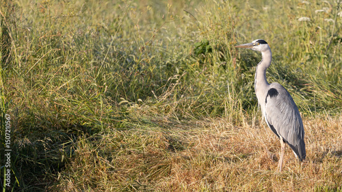 Heron Stands Tall