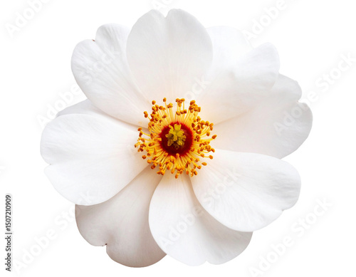 Flor com fundo transparente