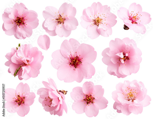 Flor com fundo transparente