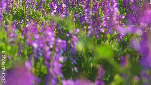 A dense field of purple wildflowers in soft sunlight. The blurred foreground adds depth and a dreamy summer landscape effect.