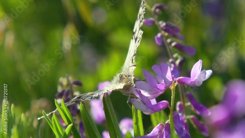 A patterned butterfly sits on a purple flower against a bright green background. Sunny day macro shot highlighting the beauty of nature.
