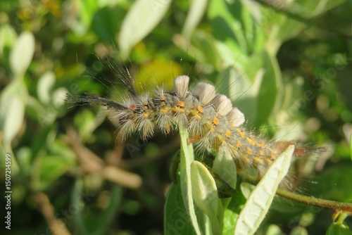 Tropical Tussock caterpillar in Florida nature, closeup photo