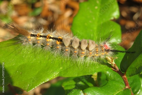 Tropical Tussock caterpillar in Florida nature, closeup photo