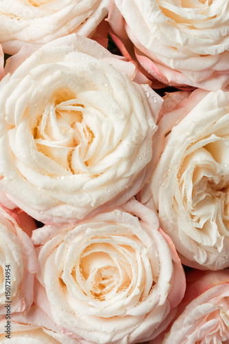 Delicate pastel roses close-up.