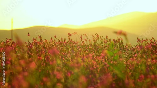 Sunset light illuminates a pink-purple field with mountains in the background. Warm summer evening and peaceful nature.