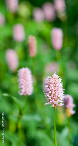 Beautiful close-up of bistorta officinalis