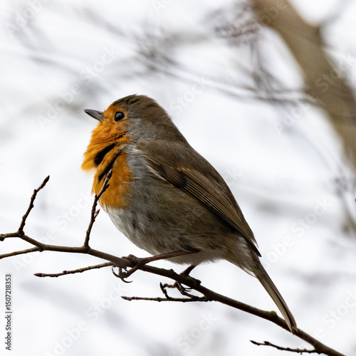 Robin In Winter