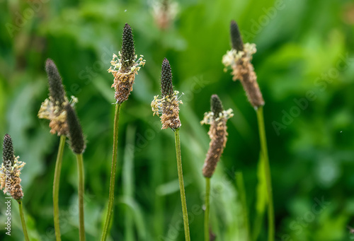 Plantago lanceolata is a species of flowering plant in the plantain family Plantaginaceae. It is known by the common names ribwort plantain, narrowleaf plantain, English plantain, ribleaf.
