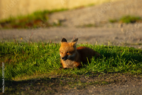 Cute red fox cub relaxing in the sun with eyes closed near the entrance of its den in road culvert during a golden hour early morning, Island of Orleans, Quebec, Canada