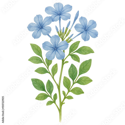Watercolor painting of beautiful blue plumbago flowers with detailed green leaves on a stem