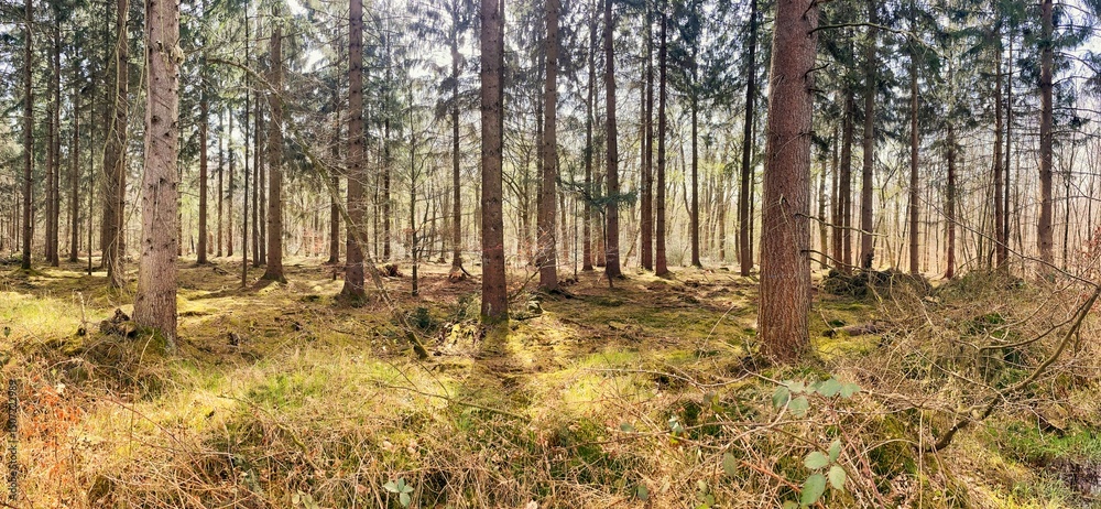 Naklejka premium Panoramic view of a serene forest with sunlight filtering through the trees