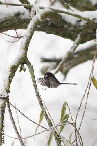 Long Tailed Tit Landing