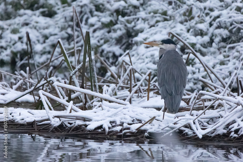 Heron in Snow In Winter