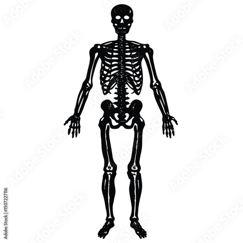Adobe Illustrator Artwork anatomy textbook
