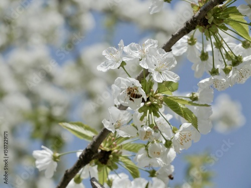 Blooming sweet cherry (Prunus avium), wild cherry or gean tree in a park at spring. Torino, Italy