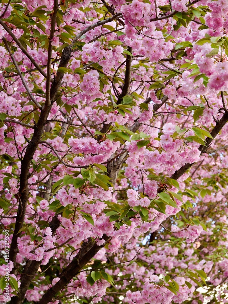Flowers of Japanese cherry (Prunus serrulata), Cerasus Sato-zakura Group. Cultivar 'Kanzan', 'Sekiyama' or 'Kwanzan'. Flowers pink, double; young leaves bronze-coloured at first. Torino, Italy Flowers of Japanese cherry (Prunus serrulata), Cerasus Sato-zakura Group. Cultivar 'Kanzan', 'Sekiyama' or 'Kwanzan'. Flowers pink, double; young leaves bronze-coloured at first. Torino, Italy