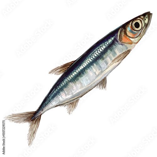 Sprat fish, isolated watercolor illustration