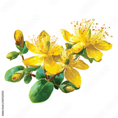 St. John's wort yellow flowers, isolated watercolor illustration