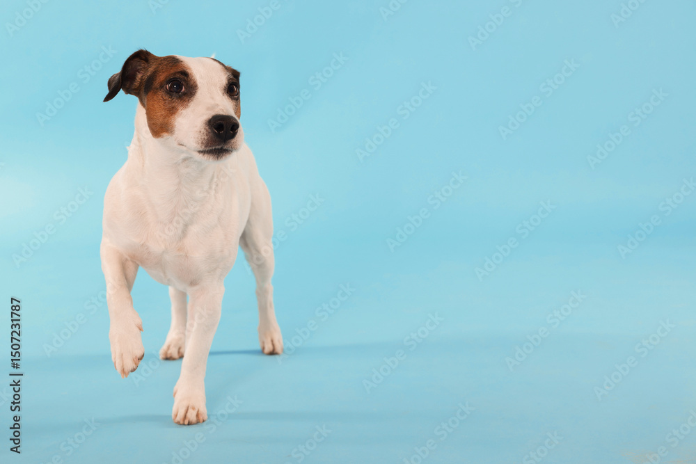 Cute Jack Russell Terrier dog walking on light blue background. Space for text Cute Jack Russell Terrier dog walking on light blue background. Space for text