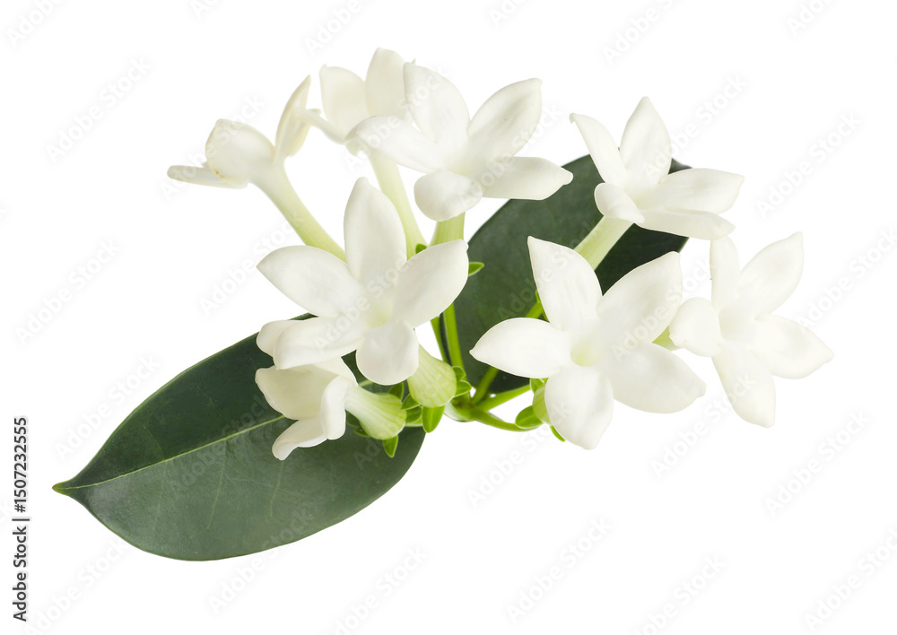 Fototapeta premium Beautiful aromatic jasmine flowers and leaves isolated on white