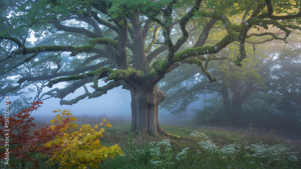 Fototapeta premium Majestic oak tree in a misty forest illuminated by sunlight and colored foliage