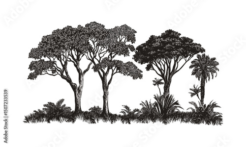 Ancient Mahogany Tree Silhouettes, large trunk vector illustration, lush tropical jungle canopy clipart, green forest scene engraving, exotic wilderness, cutout, rainforest trees.