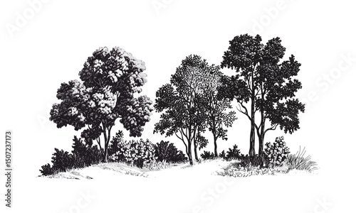 Wild ash tree, forest autumn scene, engraving style tree, scenic elements, black tree silhouette, nature clipart, woodland foliage, seasonal landscape, vector illustration.