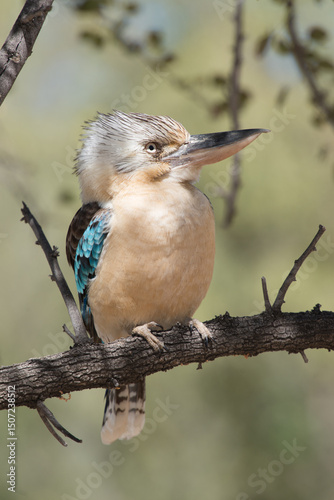 Beautiful Blue Winged Kookaburra perching on a branch with blur