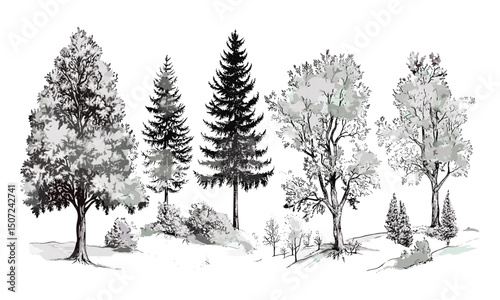 Forest silhouette with Beech Tree, autumn landscape, wild tree, engraving style, black tree, tree clipart, vector illustration, seasonal forest, natural habitat, outdoor scenery.