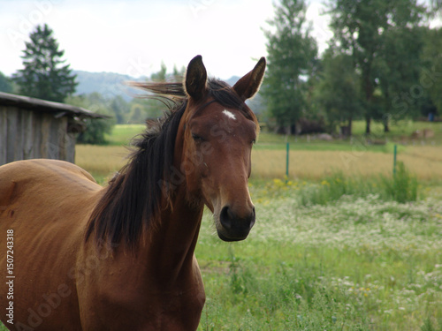 Chestnut horse portrait with flowing dark mane in rural pasture, green meadow, trees, hills background, peaceful farm countryside setting, equine livestock close-up view.