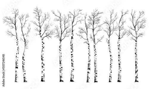 Natural birch tree, minimalist tree silhouette, Nordic winter art, organic engraving design, forest landscape, vector illustration, seasonal foliage, nature inspired decor, eco style.