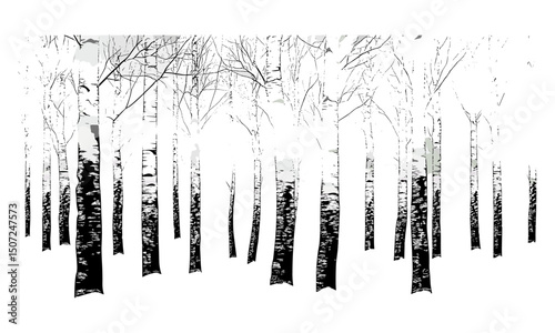 Snowy urban style birch tree, minimalist forest silhouette, engraving style, nature clipart, tree vector, scenic design pack, vector illustration, serene winter forest, calm outdoors.