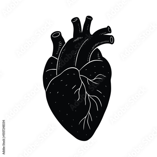 Adobe Illustrator Artwork Sketch style human heart