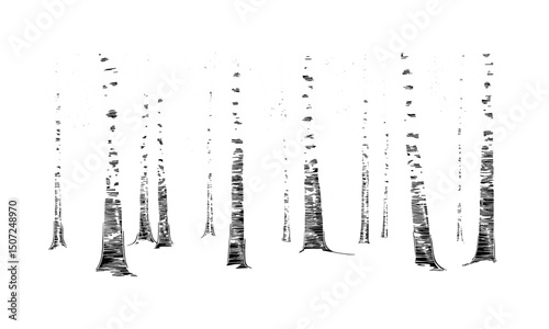 Winter forest silhouette, birch tree engraving, Scandinavian style nature, wild tree clipart, snowy landscape, seasonal trees, vector illustration, calm forest scenery, natural environment.