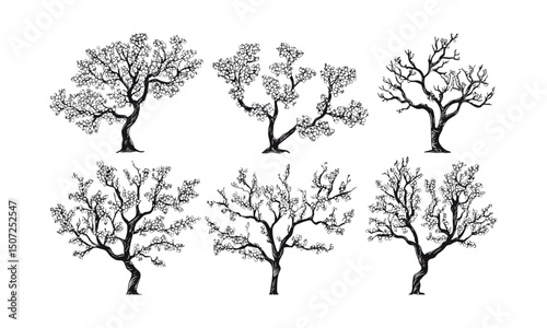 Plum tree silhouettes spring orchard, blossom garden vector illustration, engraved flowering tree, seasonal canopy bloom, countryside flora design, natural floral branches, garden scenery.