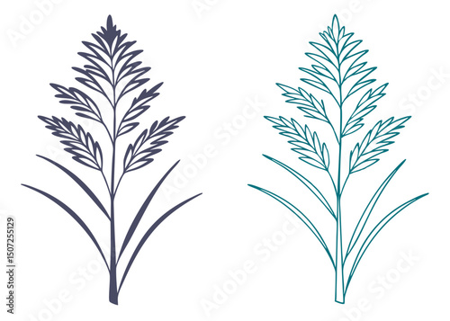 Minimalist phragmites plant illustration in two colors elegant botanical design elements.