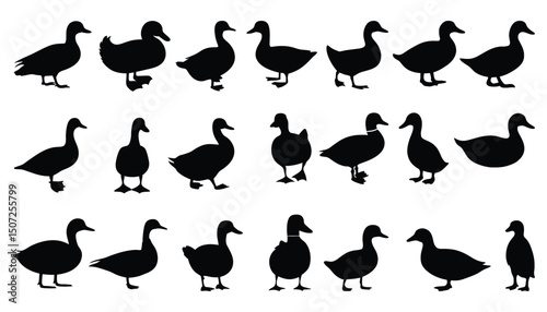 Duck Silhouettes Vector Set – Walking, Standing, and Swimming Duck Icons for Farm, Wildlife, and Nature Design Projects