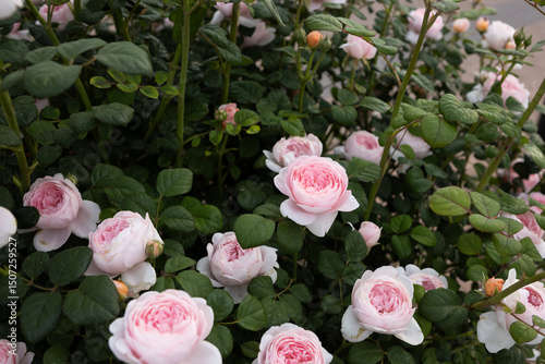 Pink rosa on bush in blooming flowers garden